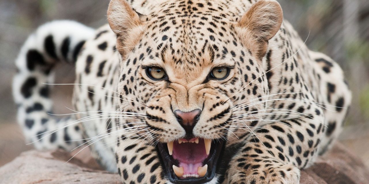 Can a Leopard Change His Spots? Wichita Pro-Aborts Haven’t