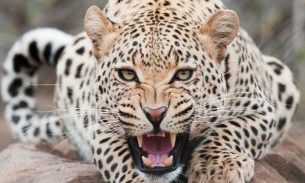Can a Leopard Change His Spots? Wichita Pro-Aborts Haven’t